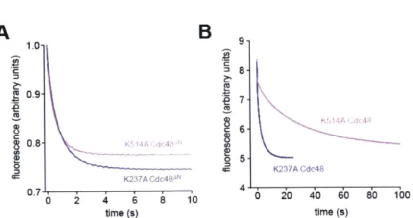 Figure  8.  Nucleotide  dissociation  from  the  D1  and  D2  rings.  mant-ADP  (12  pM)  was preincubated  with  K237A  or  K514A  Cdc48AN  (1.6  pM;  panel  A)  or  K237A  or  K514A Cdc48  (1.6  pM;  panel  B)  and  dissociation  was  monitored  by  chan