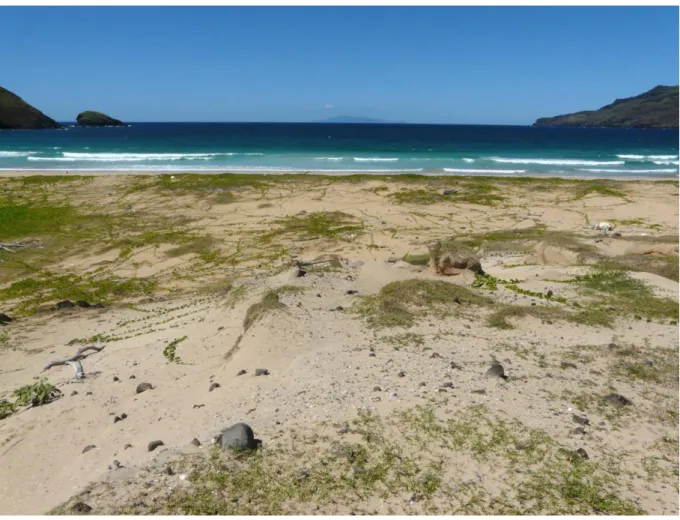 Figure 17. Système plage-dune de Haatuatua, Nuku Hiva. La végétation dunaire est dominée par Ipomoea littoralis (vert- (vert-jaune)  et Vigna marina (vert  vif)