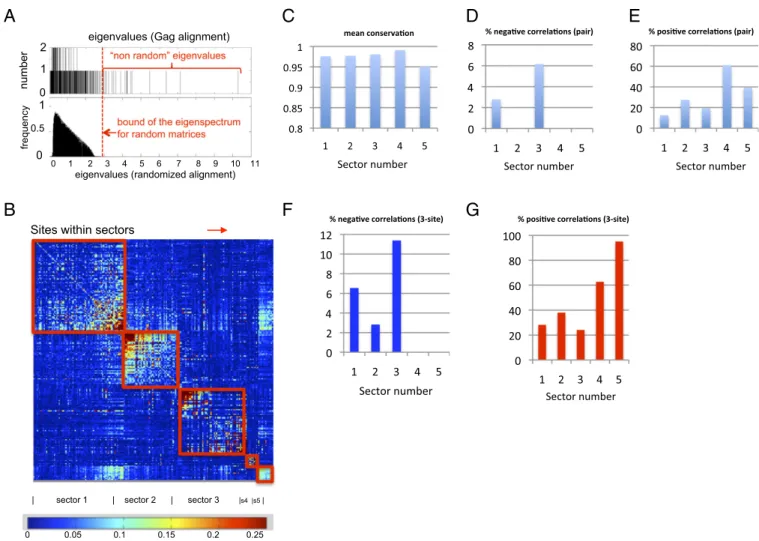 Fig. 1. De ﬁ ning collectively coevolving groups of sites (sectors) in Gag. (A, Upper) Number of eigenvalues (ordinate) of the correlation matrix, C, for Gag (de ﬁ ned in the main text) with a given magnitude (abscissa) is shown