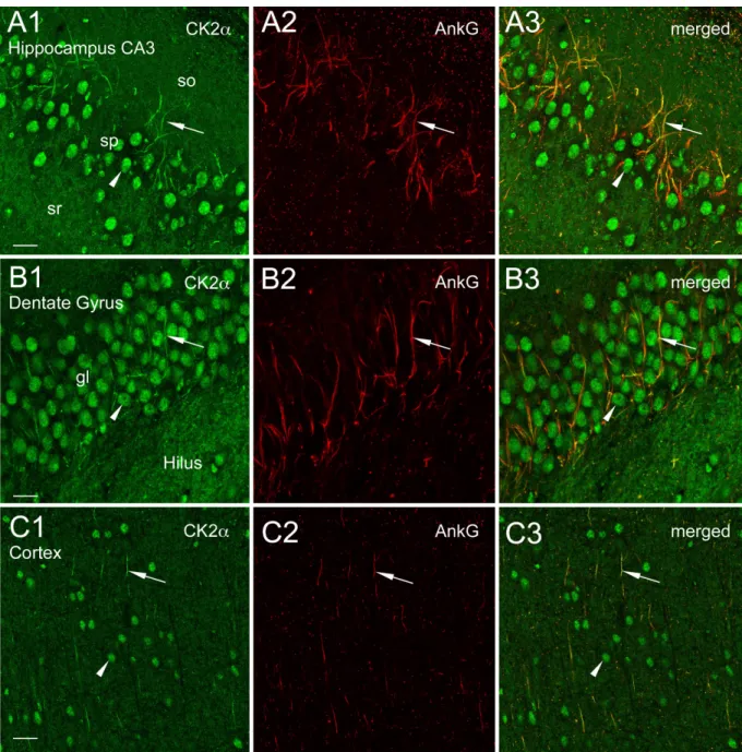 Figure S1.  CK2a is concentrated at axonal initial segments in different rat brain regions