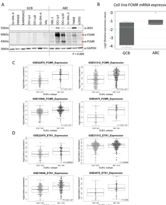 Figure 4. FCMR expression in clinical specimens and DLBCL cell lines. (A) Protein expression of  FCMR in seven GCB-DLBCL and six ABC-DLBCL cell lines