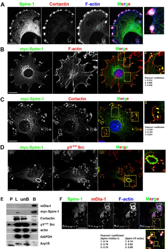 Fig. 2. Myc-Spire-1 is selectively recruited to invadosomes and is part of a multi-molecular complex containing mDia1, actin and Src kinase