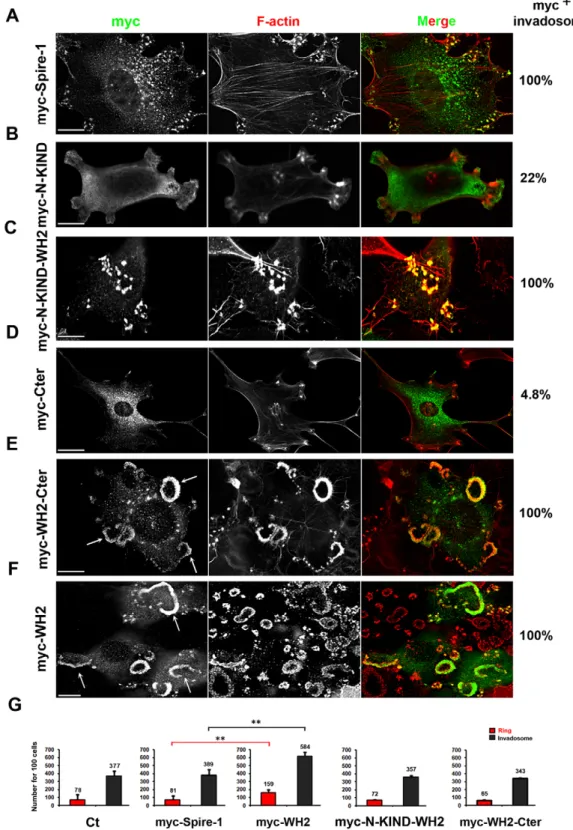 Fig. 3. The Spire-1 WH2 domain drives Spire-1 to invadosomes. 3T3-Src + cells expressing Myc-Spire-1 (A) or truncated Spire-1 fusion proteins (B–F) were labeled with anti-Myc antibodies (green) and with phalloidin to detect F-actin (red).