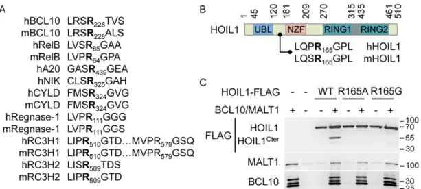 Fig. 1. HOIL1 cleavage by MALT1 at R165. (A) Alignment of the known MALT1 cleavage site in human (h) and mouse (m) proteins