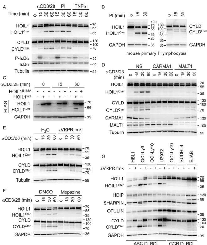 Fig. 2. HOIL1 is cleaved by MALT1 following T-cell receptor engagement and in ABC DLBCL lines