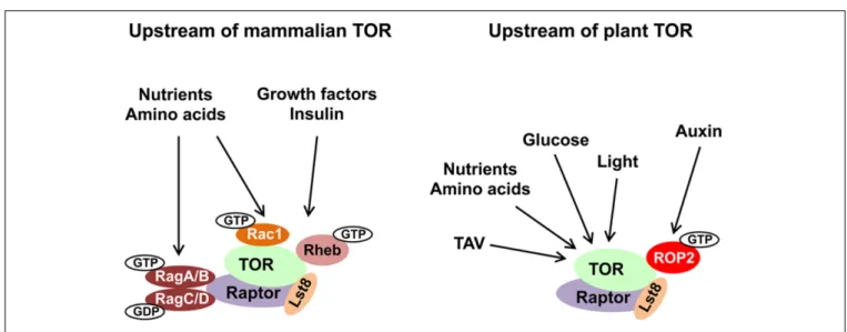 FIGURE 1 | Evolutionary conservation of upstream TOR signaling pathway in plants and animals