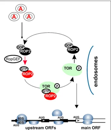 FIGURE 2 | Auxin signaling pathways within the cytoplasm. Auxin signal is recognized via an as yet uncharacterized receptor(s) in the target cells, and transmitted to the cytosol