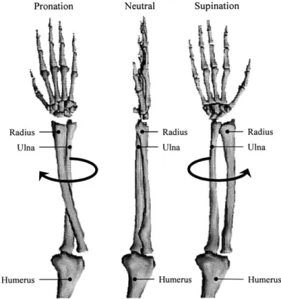 Figure  2-2. Illustration  of pronated, neutral, and supinated  forearm positions  for a right  forearm.