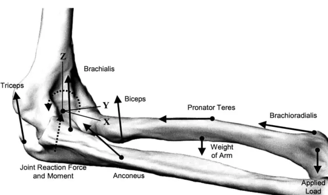 Figure 5-1.  Free-body  diagram  of forearm  system, including  muscle forces,  external  loads, and joint  reaction force  and moment.