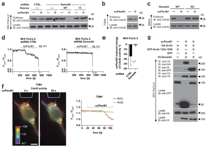 Figure 5.  Sema4A reverse signaling regulates the activity of Rac1 and Cdc42. (a) MIA PaCa-2 cells stably expressing control shRNA or Sema4A shRNA  either alone or together with shRNA-resistant wild-type (WT) or mutated (ΔC) Sema4A (as indicated) were star