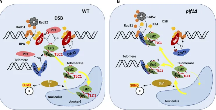 Figure 1.  Several mechanisms promote telomerase exclusion from DSBs in G2/M. (A) In wild-type cells, Mec1 activated at DSBs phosphorylates both Pif1  and Cdc13