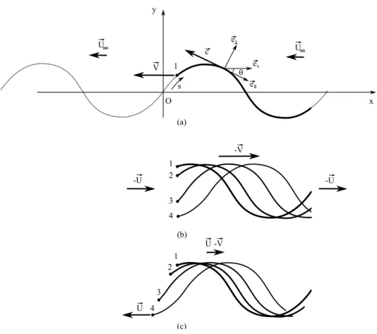 Figure 6.2  Modélisation du mouvement ondulatoire du corps dans les 3 référentiels : (a) ondulation au repos, (b) corps sans vitesse de propulsion, (c) référentiel du uide au repos.
