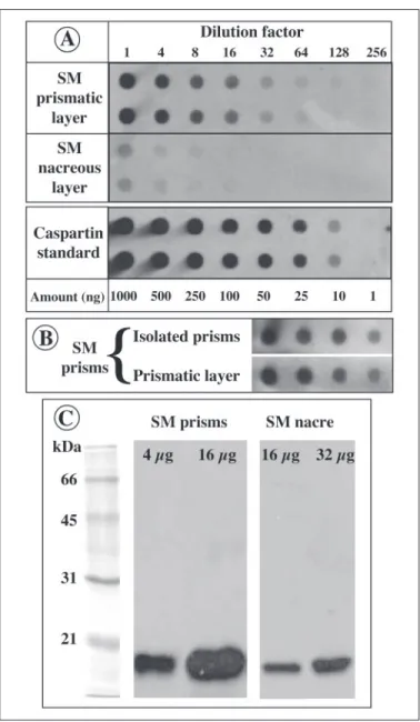 FIGURE 11.Western blot (A) of the prism matrix (lane 2) and of caspartin (lanes 3 and 4) after incubation with the anti-caspartin antibody