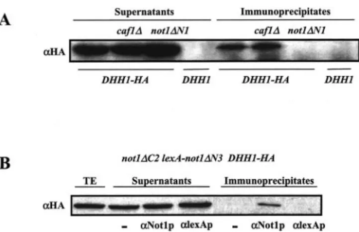 Table III shows that, first, a deletion of DHH1, like the deletion of CCR4 or CAF1, did not lead to AT resistance; and second, it completely suppressed AT resistance of not mutants.