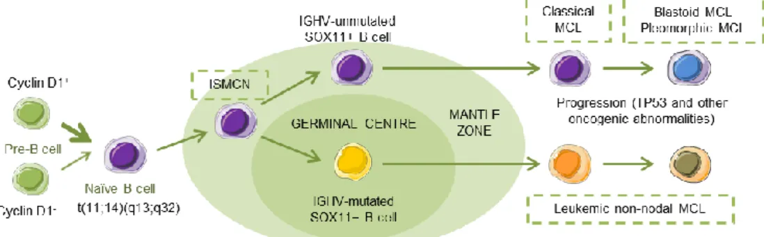 Figure 1. Hypothetical models of major mantle cell lymphoma (MCL) subtypes. Precursor B cells may  colonize the inner portion of the mantle zone, representing  in situ mantle cell neoplasia (ISMCN)