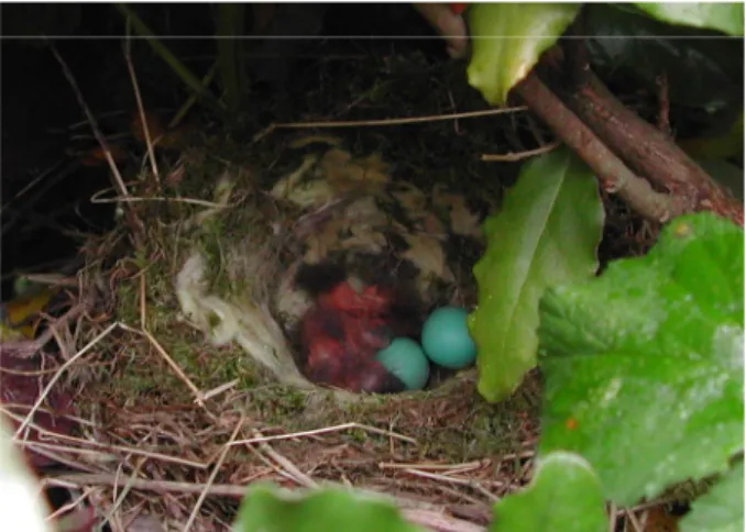 Figure 7 : Nid de troglodytes (Prairies Saint Martin, Rennes) 