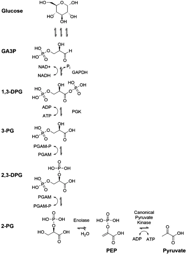 Figure 4 - Lower  portion of classic &#34;Embden-Meyerhof-Parnas&#34;  glycolytic  pathway  in mammalian  cells.GlucoseGA3P3-PG2,3-DPG2-PG CanonicalPyruvateKinase ADP  ATP 0 OH0 Pyruvate