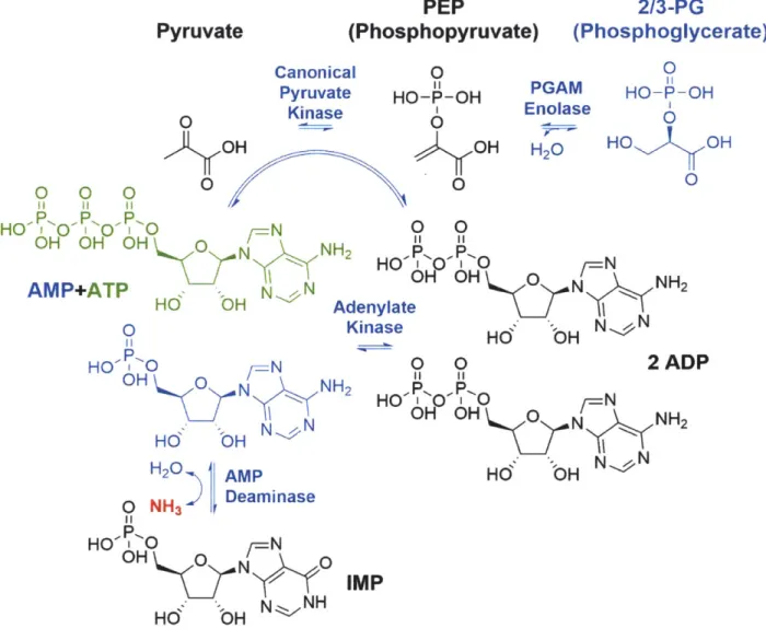 Figure  6  - The  discovery of canonical ADP-dependent  Pyruvate  Kinase  in  1934  by Jakub Parnas