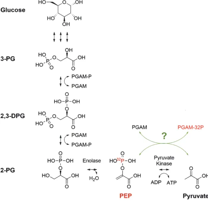 Figure  7 - The  unknown  PEP-dependent  PGAM  kinase activity in  the context of lower glycolysis