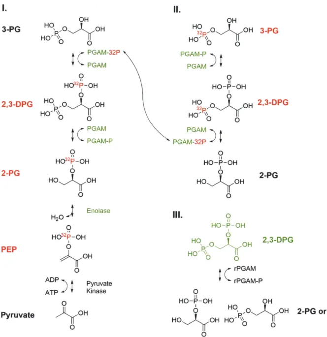 Figure  8 - Reverse  glycolysis is  responsible for the  PEP-dependent  PGAM  labeling activity