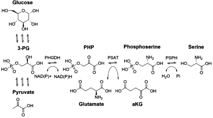 Figure 9 - Glycolytic serine biosynthesis in the context of glycolysis.