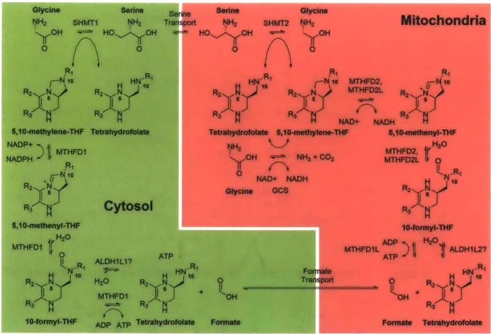 Figure  10 - Compartmentalization  of folate  one-carbon  metabolism.  GCS  =  &#34;glycine cleavage system&#34;.