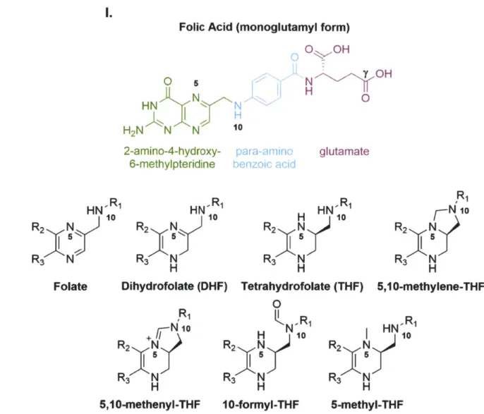 Figure  11  - Folate  chemical  structure.  Folic acid  in  (1)  and  constituent pteridine,  PABA,  and glutamate  moieties,  5 and  10  nitrogen  positions  (site of one-carbon  attachment), and  gamma carboxyl group (site of gamma-polyglutamylation)