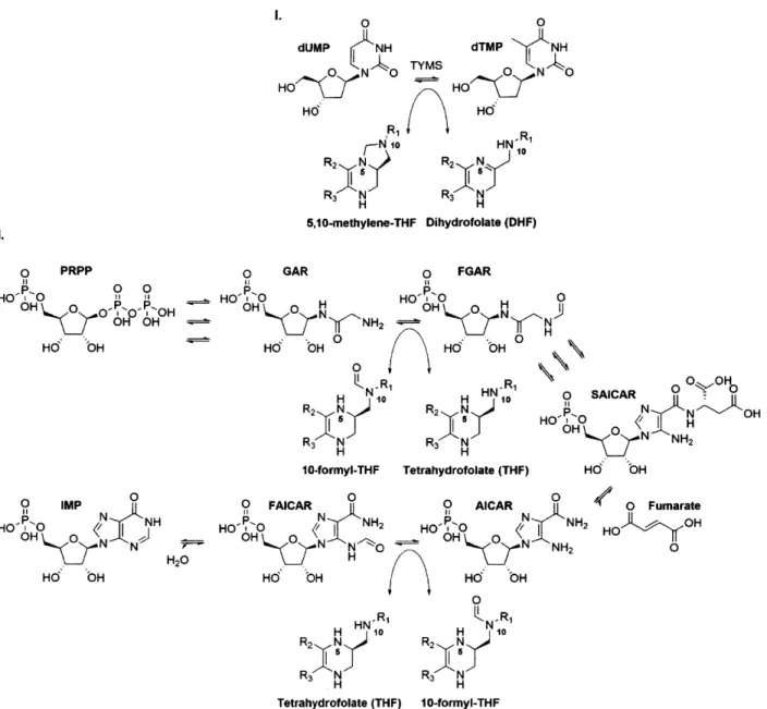 Figure  12  - Folate-dependent  de  novo nucleotide  biosynthesis.  Pyrimidine  de  novo synthesis of dTMP  via thymidylate  synthase  (TYMS)  shown in  (I)