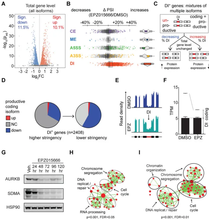Figure 6. Increased intron detention dominates splicing changes upon PRMT5 inhibition (A) Log 2 -fold total gene level changes in EPZ-treated cells versus controls