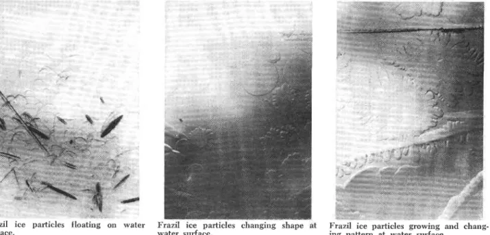 Fig.  2  Micro  photographs of  frazil  ice in  different  stages of  growth.