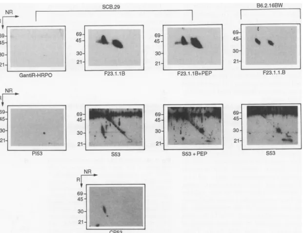 Fig. 1. Identification of the pTa chain by antibodies.  Im-munoprecipitations of TCR3 from either SCB.29 or B6.2.16BW cells were  im-munoblotted with control  re-agents or antibodies to TCRI or pTot, with or  with-out peptide (PEP) from the NH2-terminus of