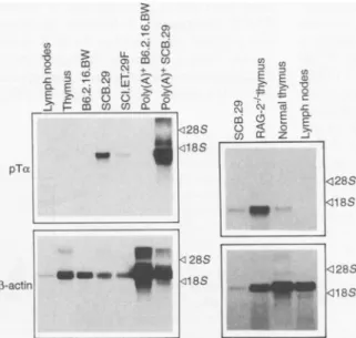 Fig. 4. pTot mRNA expression in various cells and tissues. Total or poly(A)+ RNA was isolated from cell lines and tissues and the RNA was separated on agarose gels