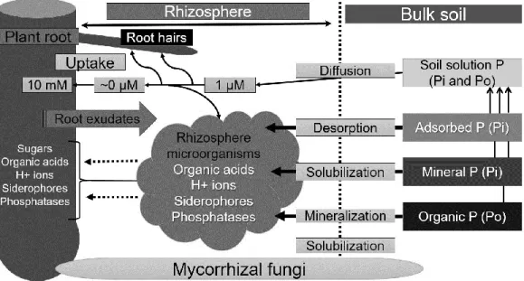 Figure 3. Rhizosphere processes to plant phosphorus uptake from soil  