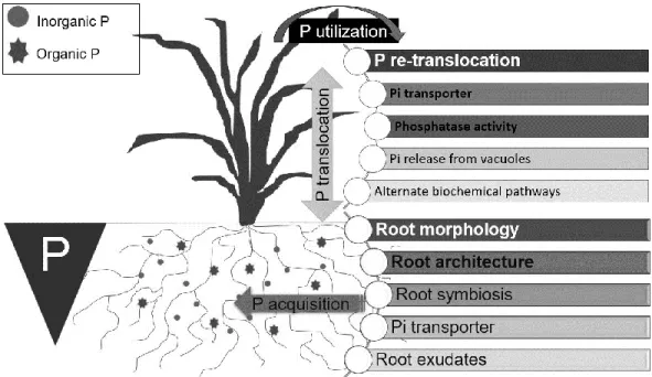 Figure 4. Schematic representation of acquisition mechanisms and utilization of phosphorus  by modern crops growing in intensive cropping systems