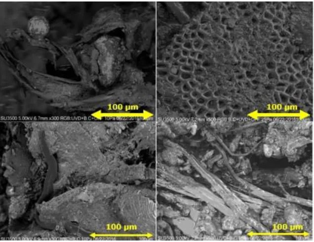 Figure  6.  Images  scanning  electron  microscope  (SEM)  in  composted  poultry  manure  amendment showing its morphological structure