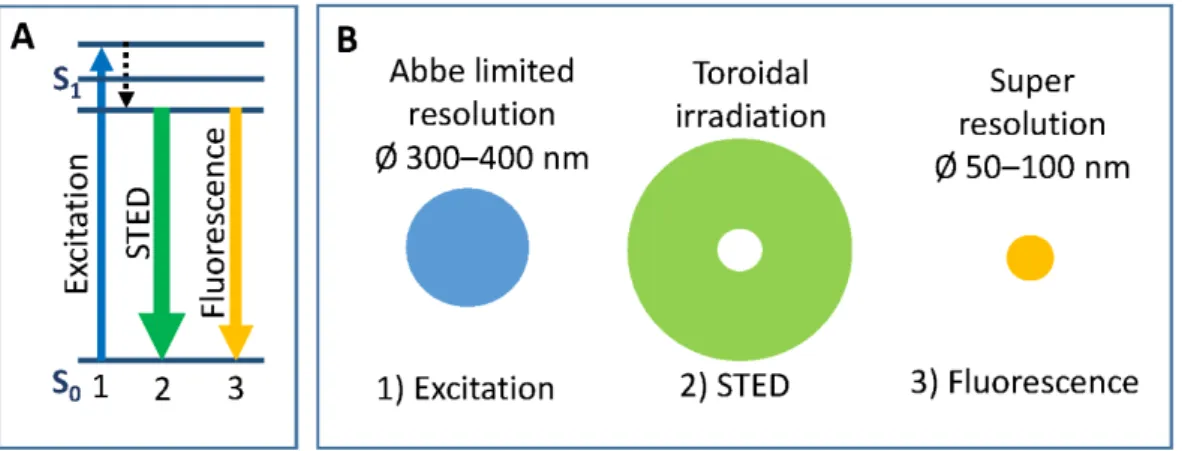 Figure 7. Sequences for STimulated Emission Depletion (STED) nanoscopy. (A) Energy diagram;  