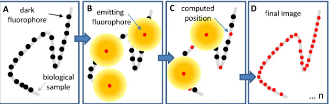 Figure 8. Sequences for stochastic imaging. (A) Fluorophores initially in a dark state grafted onto a  biological sample; (B) Some well-separated fluorophores are activated and their emission (yellow  circles) allows for localizing them (red points); (C) D