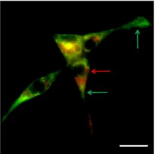 Figure 9. Comparative distribution of mitochondria labeled with Mitotracker Green FM (MTG)  and/or Mitotracker Red CMXRos (MTR) in living PC12 cells