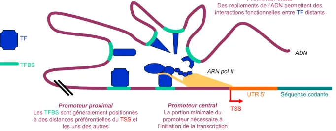 Figure 1-6 : Promoteur d’un gène codant des protéines chez les eucaryotes. 