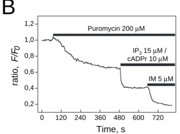 Fig. 4. Calcium leak from the intracellular stores induced by puromycin occurs independently of IP 3 and RyR stores.