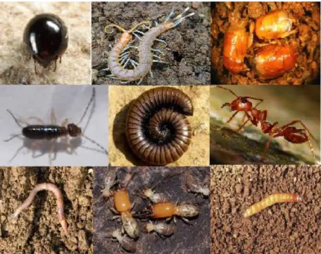 Figure 2: Diverse groups of soil macrofauna (Photos from varied sources of Internet) 