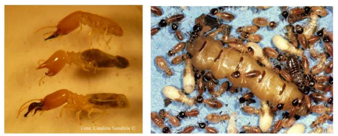 Figure 3. Diverse species of Termites found in this work.  