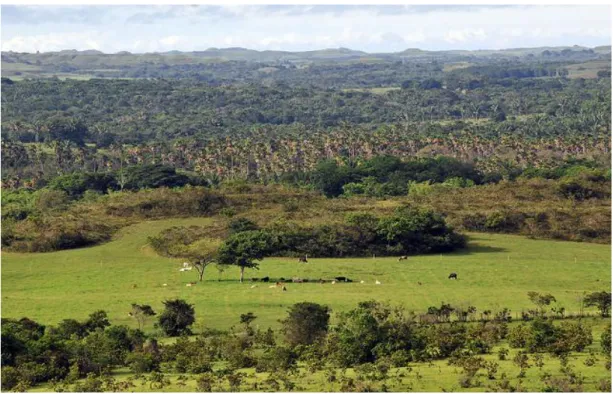 Figure  6.  Panoramic  of  the  Llanos  Region  at  the  municipality  of  Puerto  Lopez  (Meta- (Meta-Colombia)