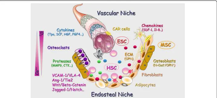 Figure 2 Schematic representation of the medullar niches. In healthy adults, hematopoiesis occurs in the bone marrow where hematopoietic stem cells (HSCs) are engaged in a constant crosstalk within specific niches