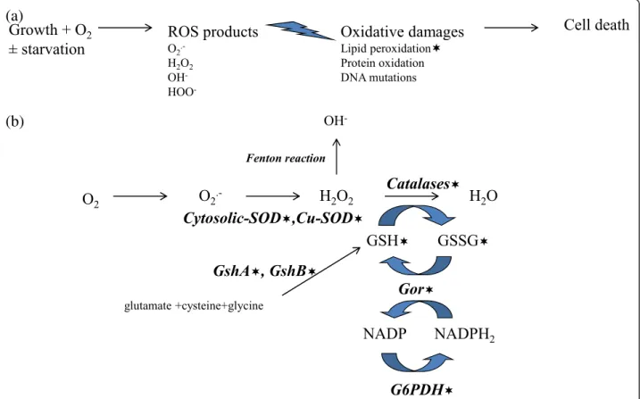 Figure 1 Scheme illustrating the effects of reactive oxygen species (ROS) into the cell (a) and antioxidant defense mechanisms (b) evaluated in this work