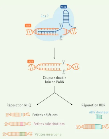 Figure 1. Mécanismes d’action du système CRISPR-Cas9.