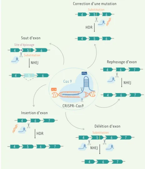 Figure 3. Stratégies thérapeutiques utilisant le système CRISPR-Cas9.