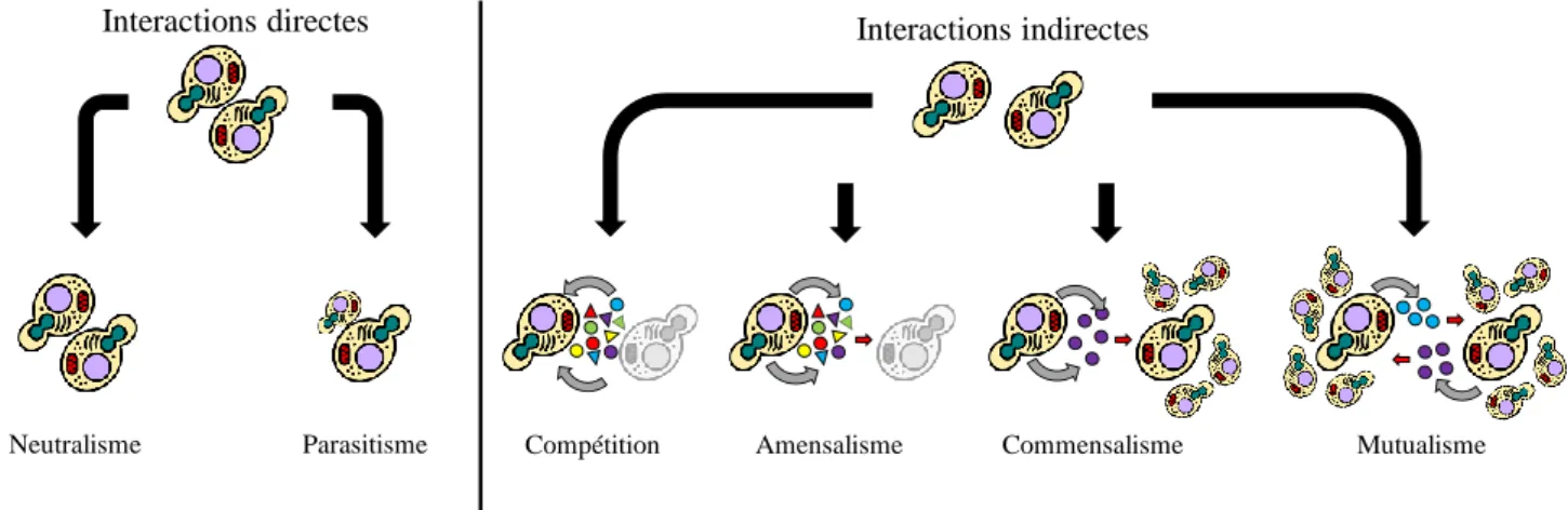 Figure 8 : Les différentes interactions directes et indirectes connues entre microorganismes