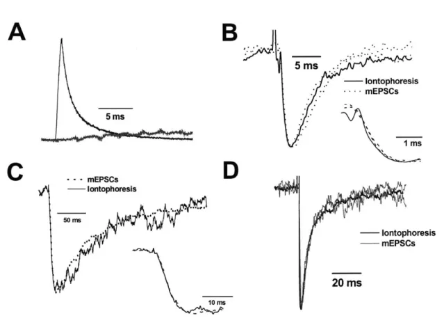 Figure 3.1.  Temporal  resolution of iontophoretic  application.  A  Fluorescence  intensity over time  following a  ims /  -50nA  iontophoretic  ejection  of glutamate  and Oregon  Green, measured  at the  tip  of the  electrode (black  trace)