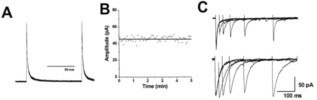 Figure  3.4  Reproducibility  of iontophoresis  ejection.  A  Dye  fluorescence  directly  in  front  of the  pipette during  two  successive  ejections  of -32  nA,  separated by  100  ms